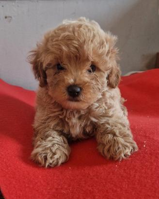 Stupendi Maltipoo nani