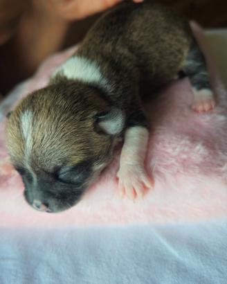 2 Cuccioli Chihuahua Maschi - Prenotabili - Torino
