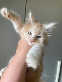 Cuccioli Maine Coon
