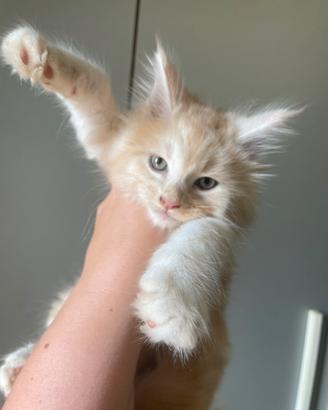 Cuccioli Maine Coon