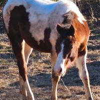Puledra paint horse con certificati