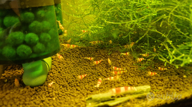 Caridine crystal red, gamberetti acquario