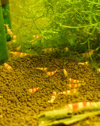 Caridine crystal red, gamberetti acquario