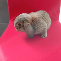 Conigli nani conigli ariete nano minilop