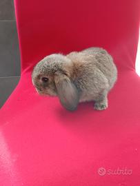 Conigli nani conigli ariete nano minilop