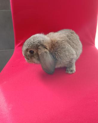 Conigli nani conigli ariete nano minilop