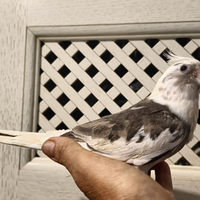 Calopsitte allevate a mano