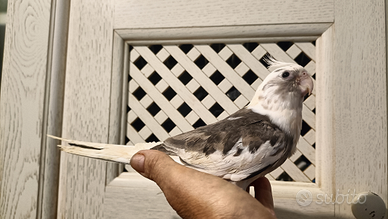 Calopsitte allevate a mano