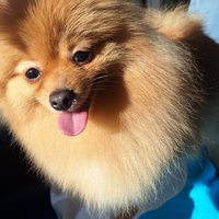 Cuccioli di Spitz di Pomerania in arrivo - prenota