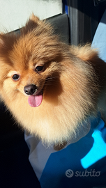 Cuccioli di Spitz di Pomerania in arrivo - prenota