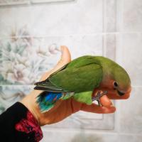 Inseparabili allevati a mano