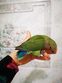 Inseparabili allevati a mano