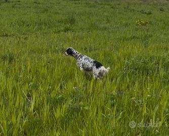 Setter inglese