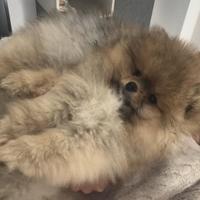 Spizt Pomerania cuccioli