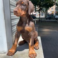 Cuccioli Di Dobermann Marroni