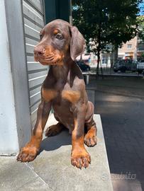 Cuccioli Di Dobermann Marroni