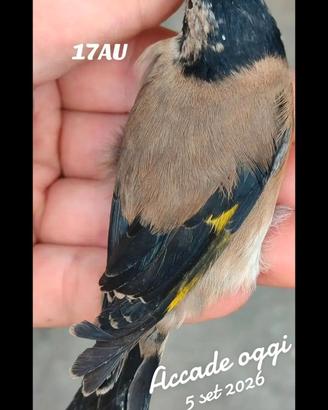Cardellini black