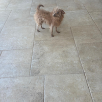 Cucciolo di piccola taglia