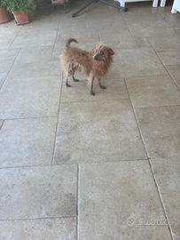 Cucciolo di piccola taglia