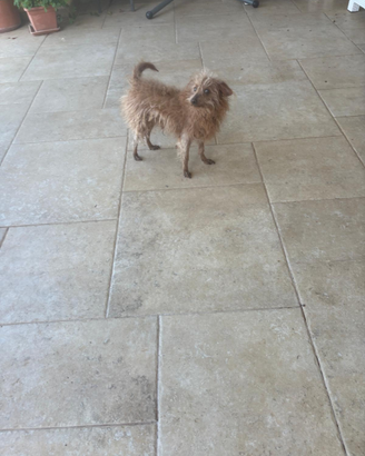 Cucciolo di piccola taglia