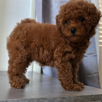 Barboncini cuccioli toy red