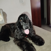 Cocker spaniel inglese