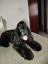Cocker spaniel inglese