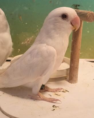Inseparabile maschio albino