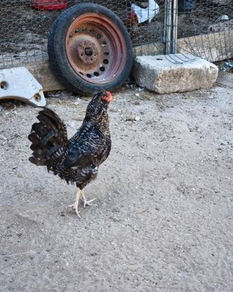 Gallo