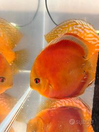Coppia di Discus