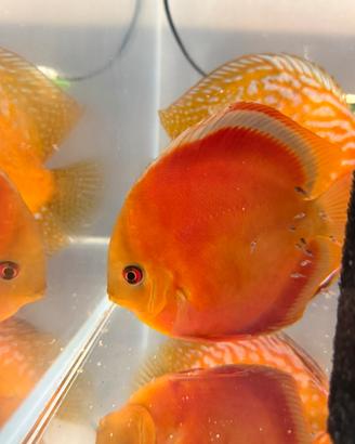 Coppia di Discus