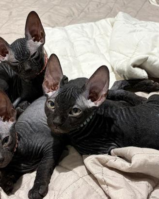 Cuccioli Sphynx in attesa di nuova casa