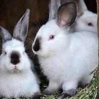 Conigli vivi