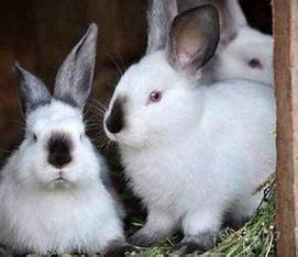 Conigli vivi