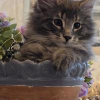 Cucciolo di norvegese delle foreste