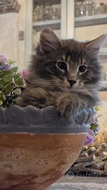 Cucciolo di norvegese delle foreste