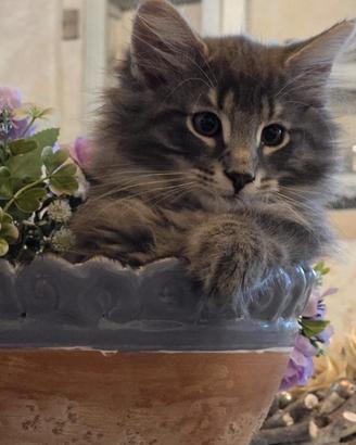 Cucciolo di norvegese delle foreste