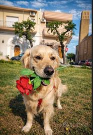 Golden retriever