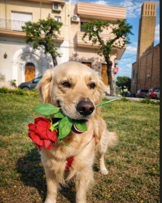 Golden retriever