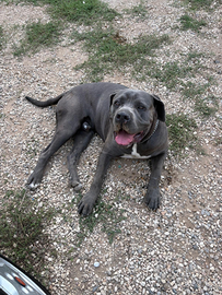 Cuccioli corso italiani