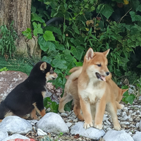 Shiba Inu con pedigree ENCI