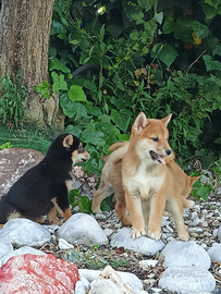 Shiba Inu con pedigree ENCI