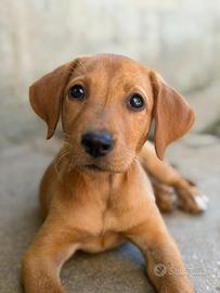 Cuccioli Labrador
