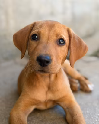 Cuccioli Labrador