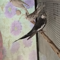 Pappagalli Calopsite e parrocchetto