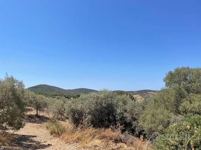 SANT'ANNA ARRESI uliveto con 1500 piante - Vista 2