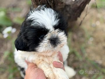 Shih Tzu
