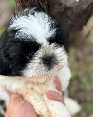 Shih Tzu