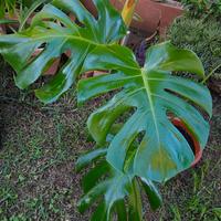 monstera gigante
