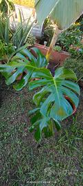 monstera gigante